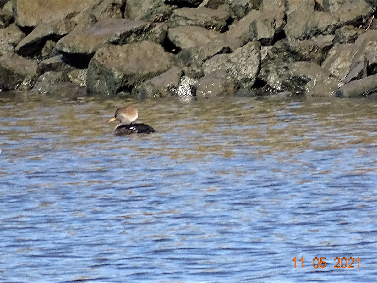 Hooded Merganser - ML386137801
