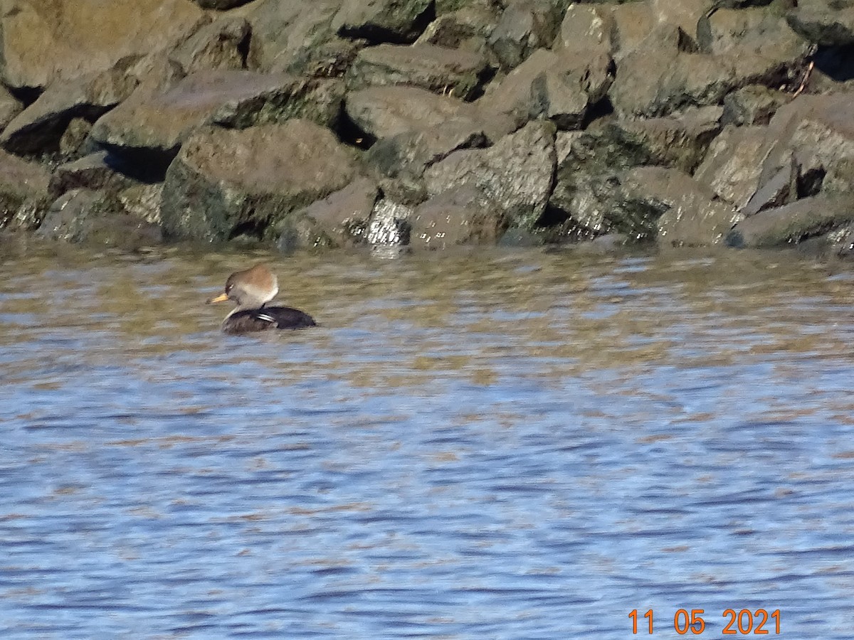 Hooded Merganser - ML386137811