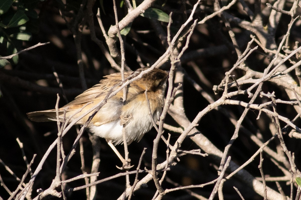 Sedge Warbler - ML386138711