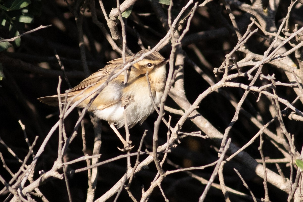 Sedge Warbler - ML386138721