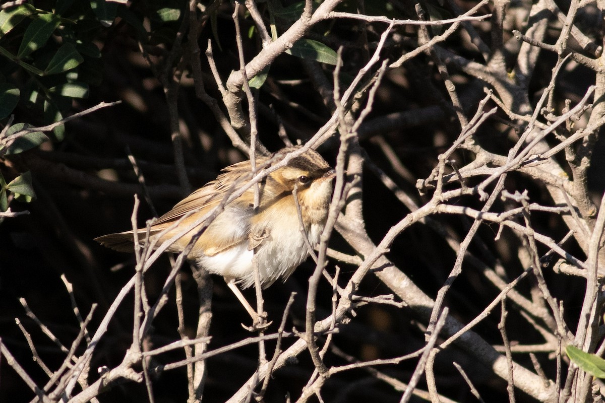 Sedge Warbler - ML386138731