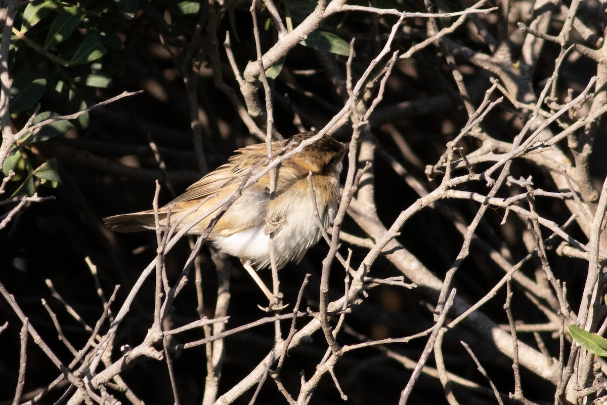 Sedge Warbler - ML386138761