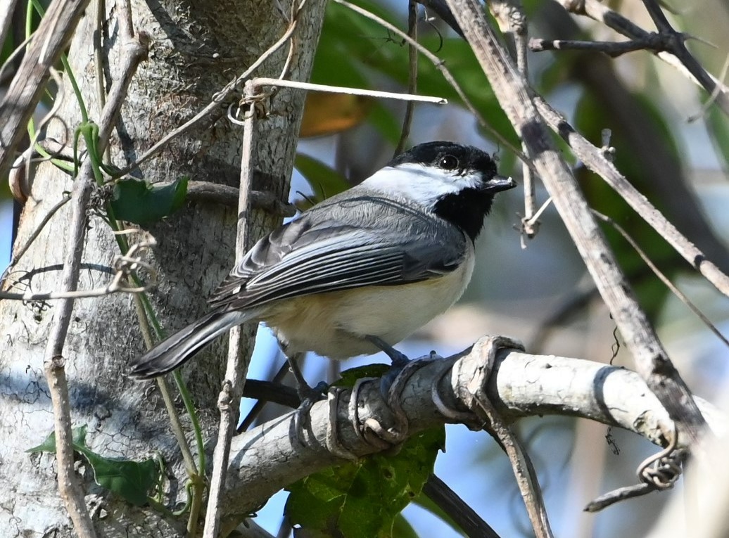 Carolina Chickadee - ML386138771