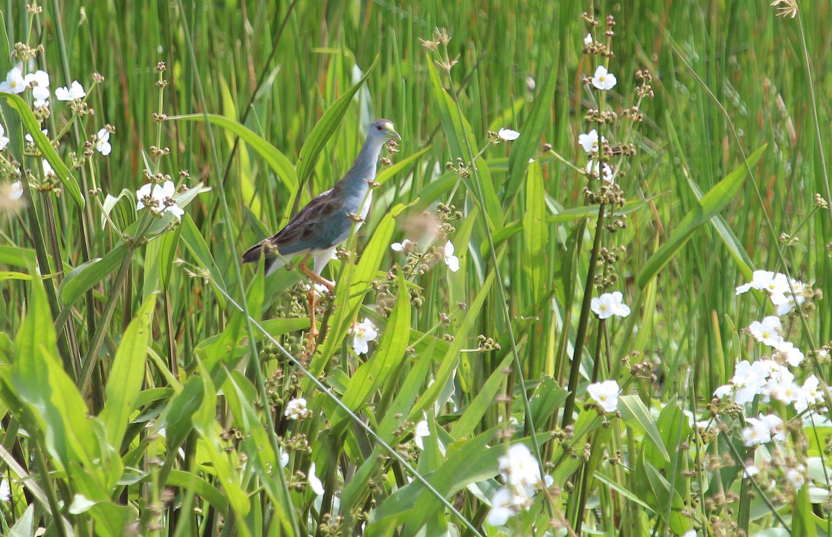 Azure Gallinule - Alexander Lees