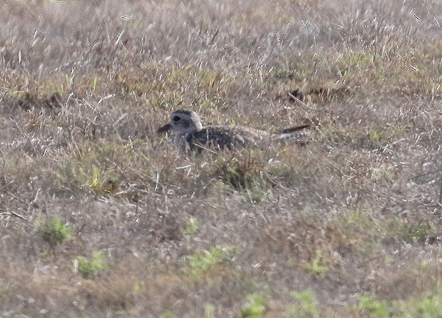 Black-bellied Plover - ML38614291