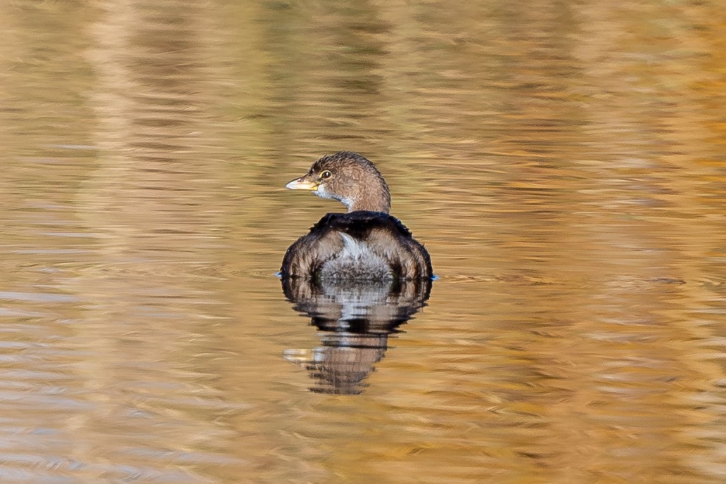 Pied-billed Grebe - ML386145771