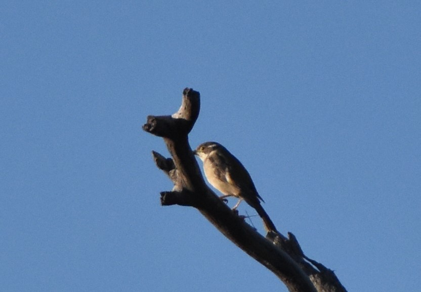 Brown-headed Honeyeater - Leo Norman