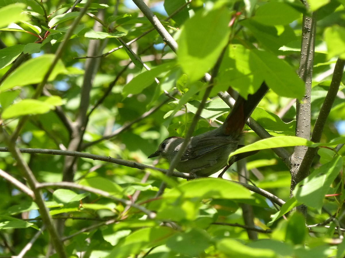ימימן אמריקני - ML38614881