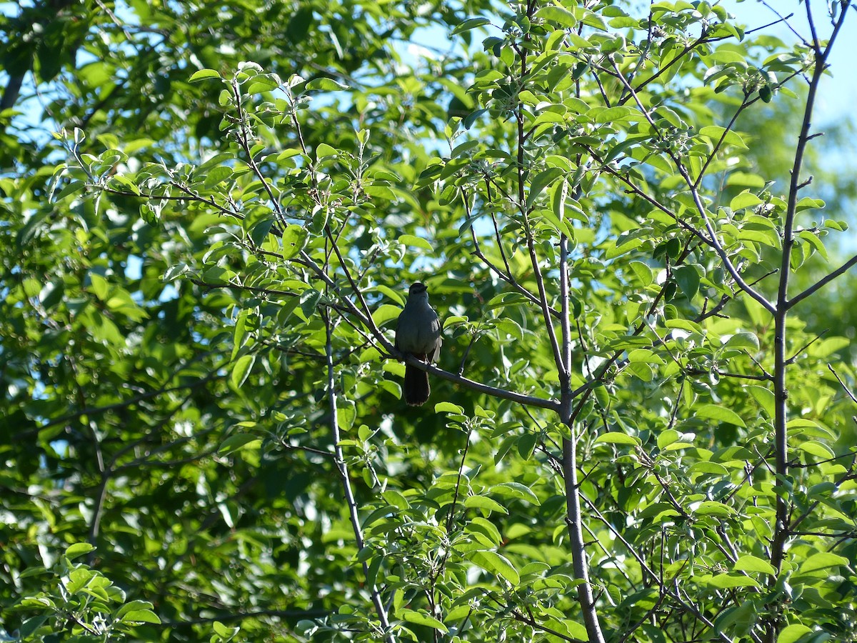 ימימן אמריקני - ML38614901