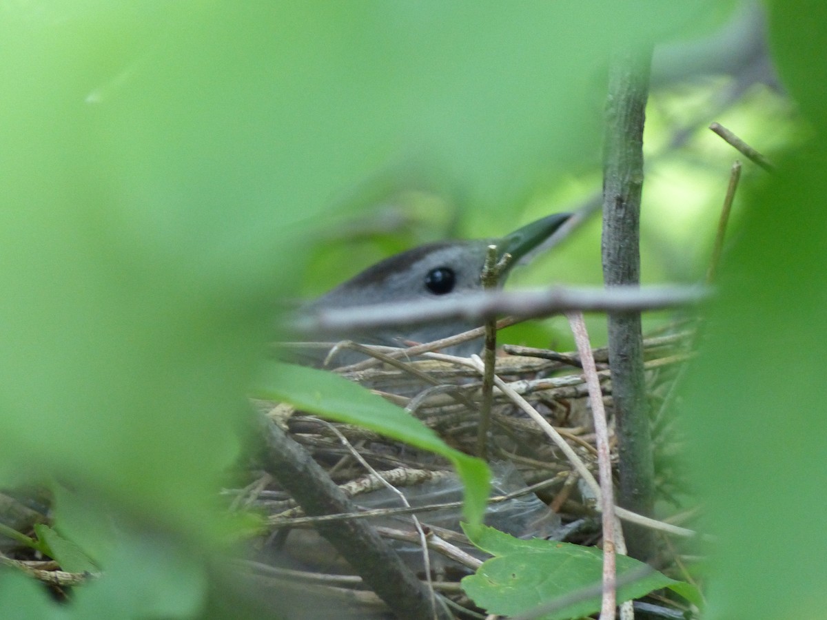 ימימן אמריקני - ML38614911