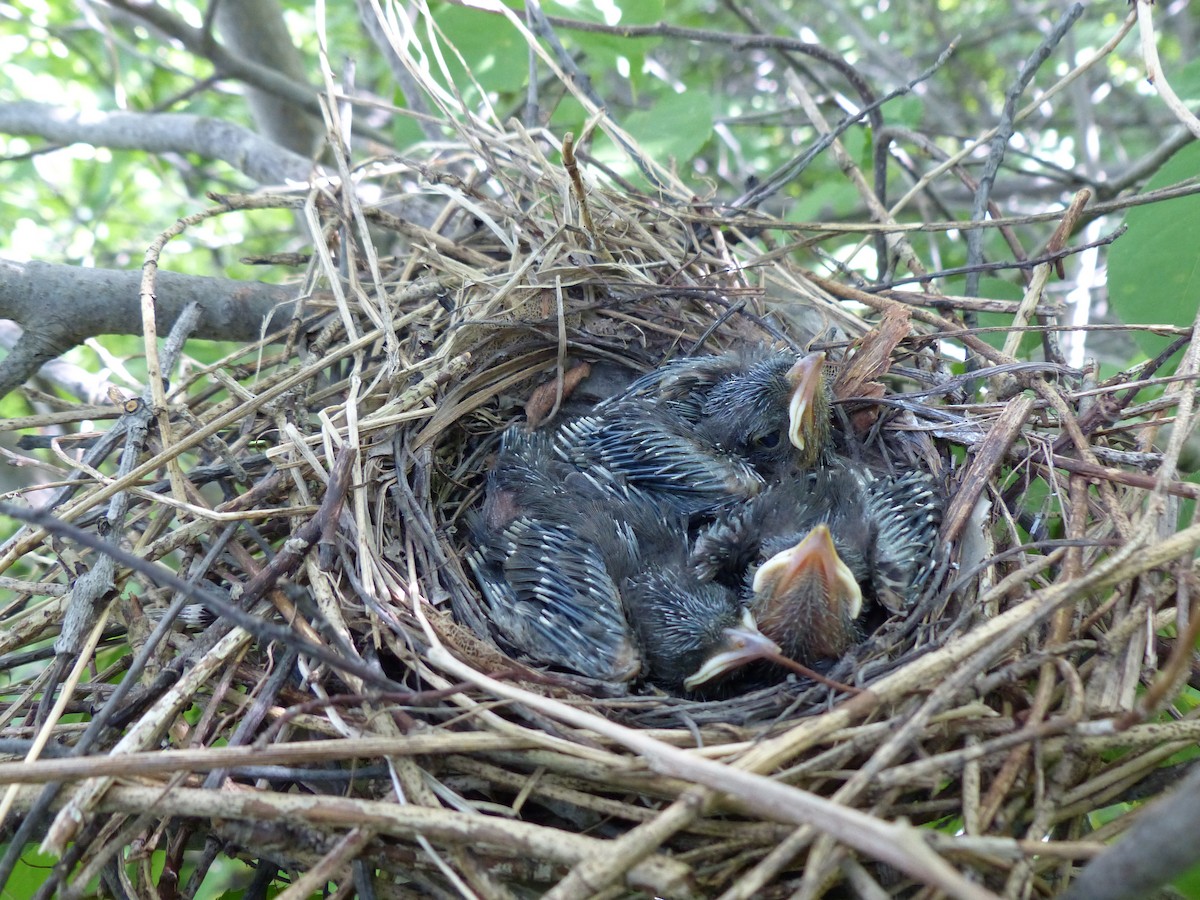 ימימן אמריקני - ML38614951