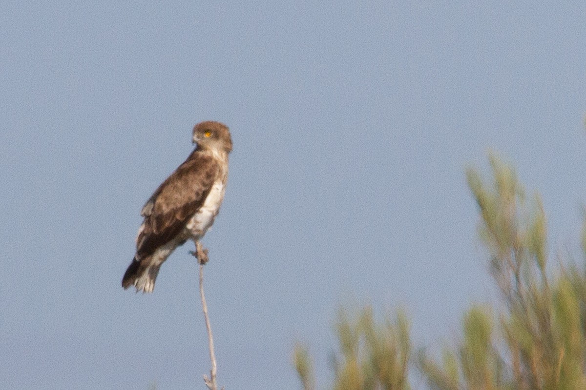 Short-toed Snake-Eagle - ML386150151