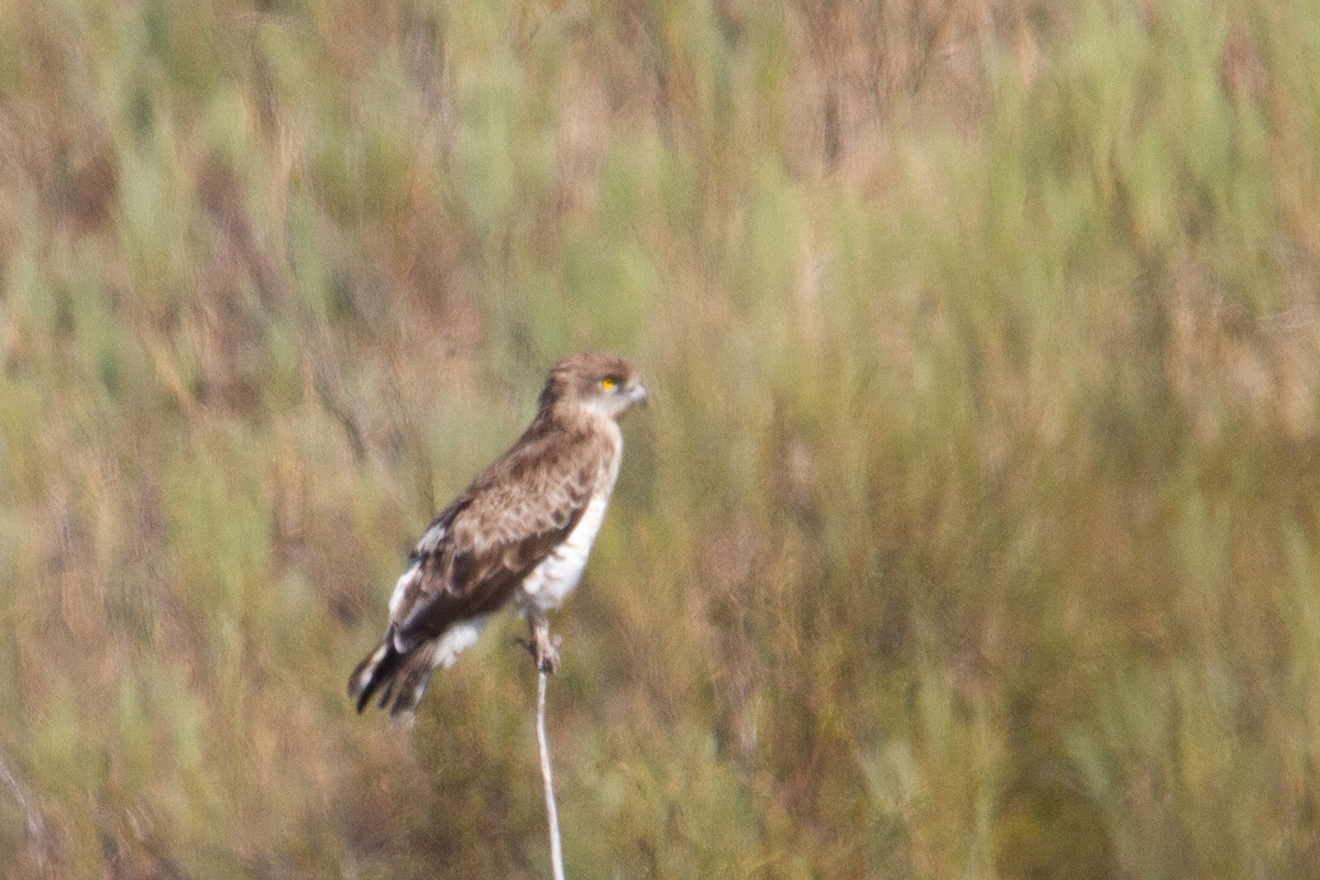 Short-toed Snake-Eagle - ML386150161