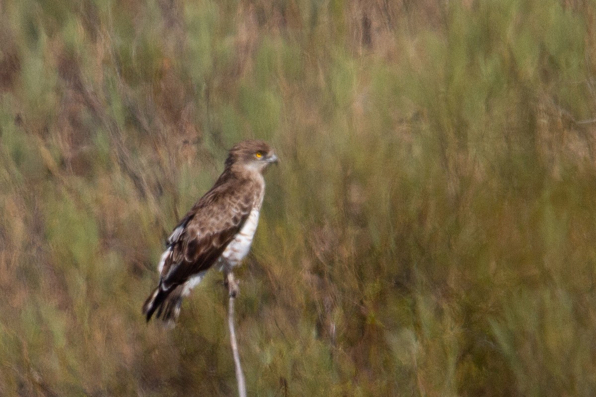 Short-toed Snake-Eagle - ML386150171