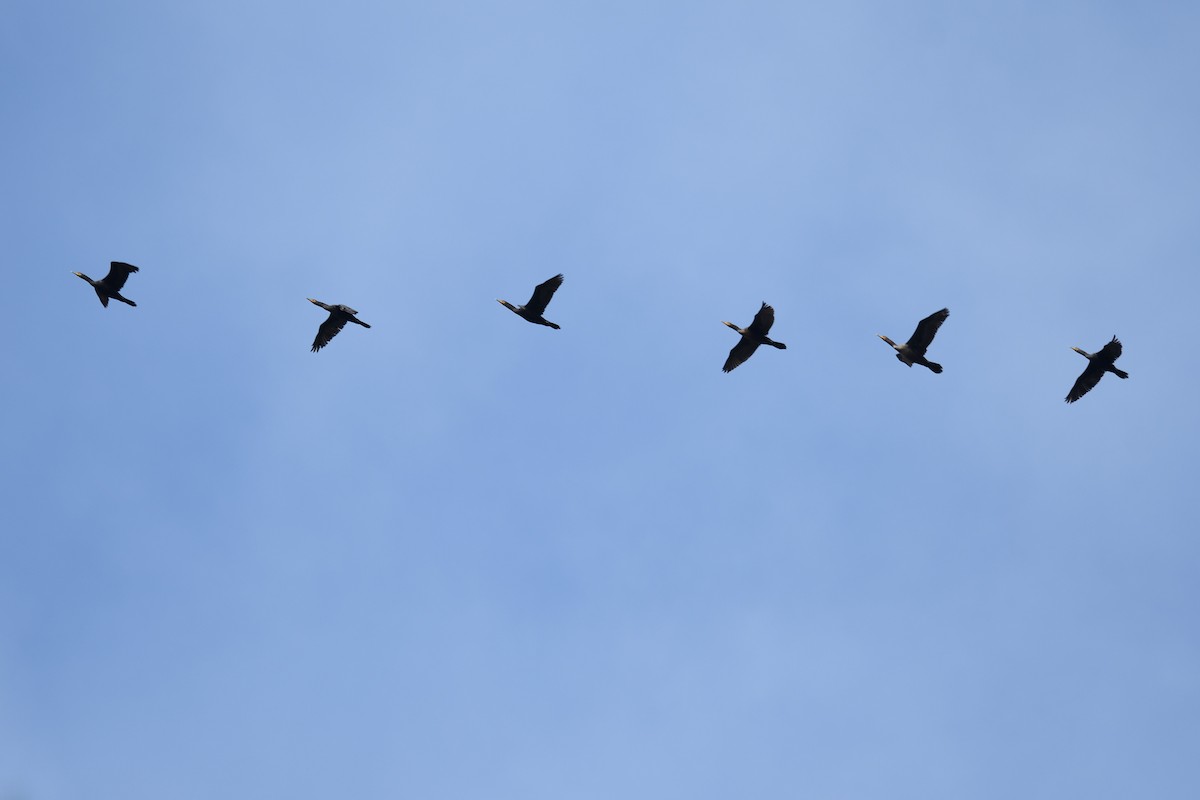 Double-crested Cormorant - Shane Carroll