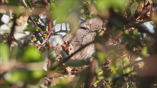 Sage Thrasher - ML386155691