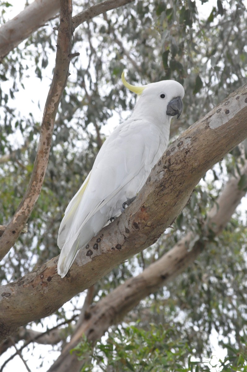 Sulphur-crested Cockatoo - ML386155821