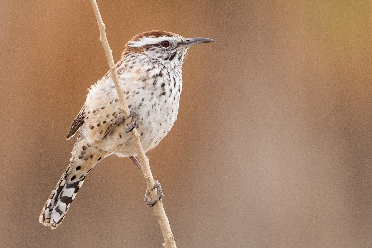 Cactus Wren - ML386160561