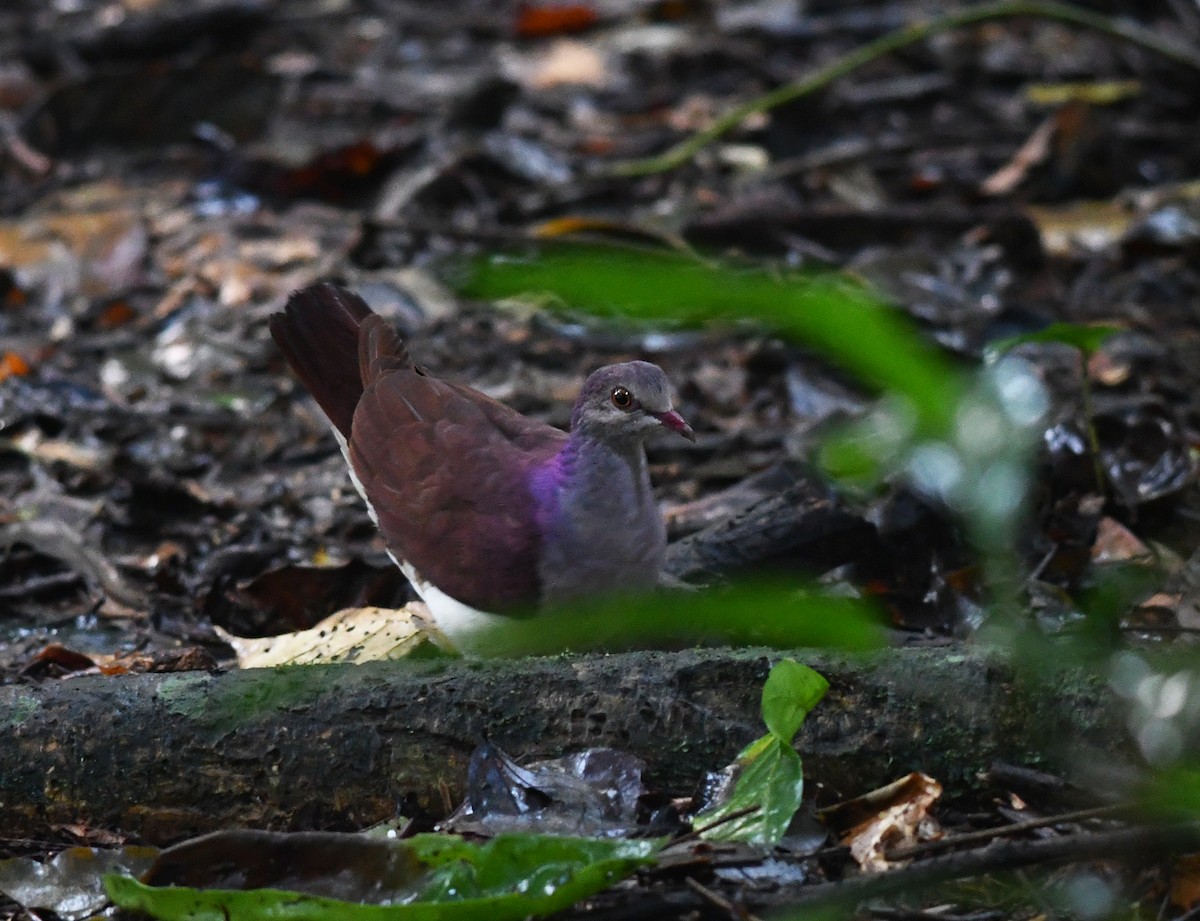 Violaceous Quail-Dove - ML386161531