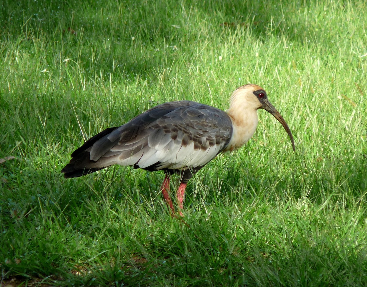 Buff-necked Ibis - ML38616261