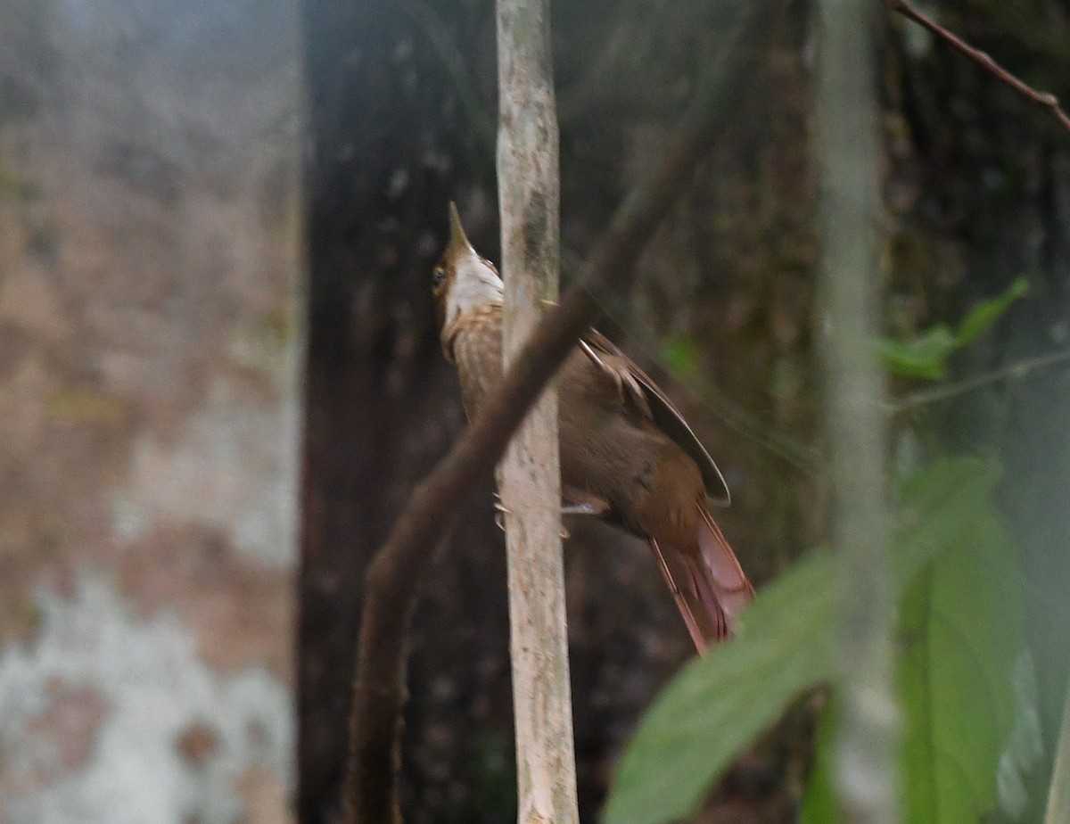 Ochre-throated Foliage-gleaner (pallidigularis) - ML386162681