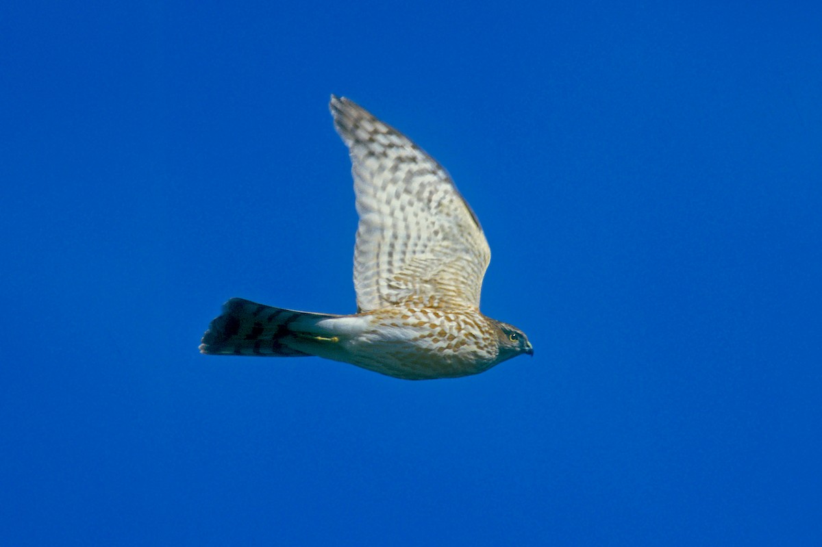 Sharp-shinned Hawk - ML386163531