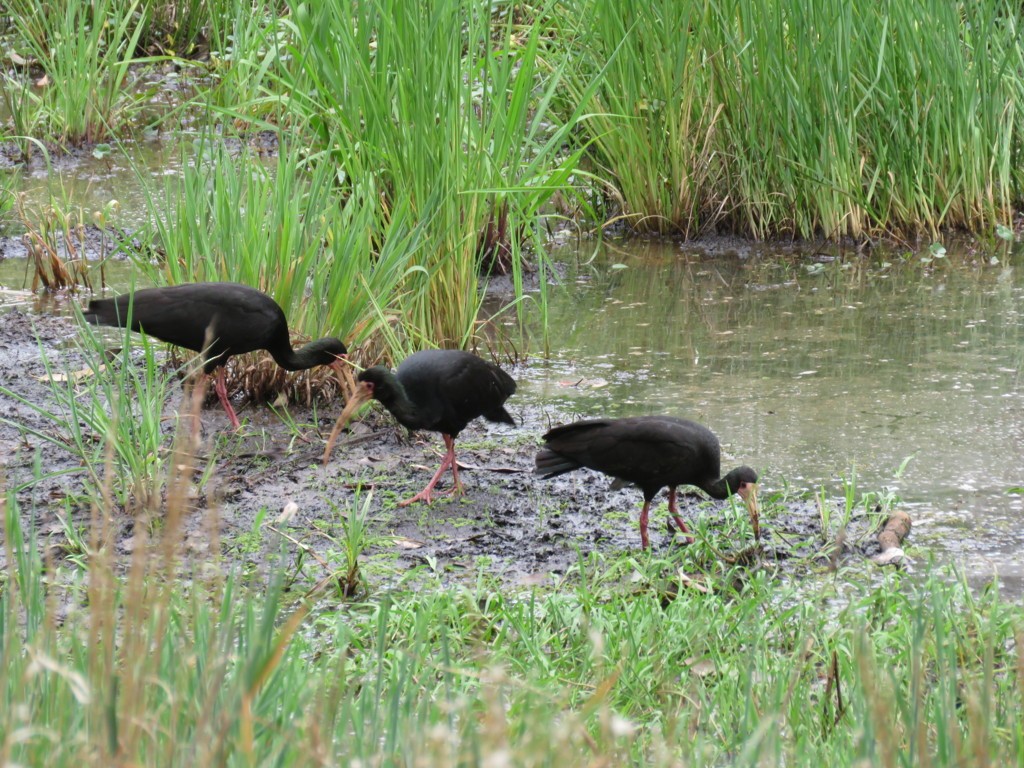 Bare-faced Ibis - ML386164311