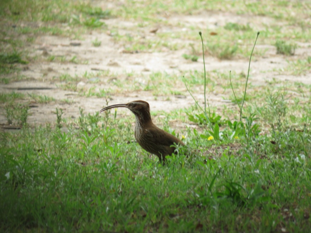 Scimitar-billed Woodcreeper - ML386164561