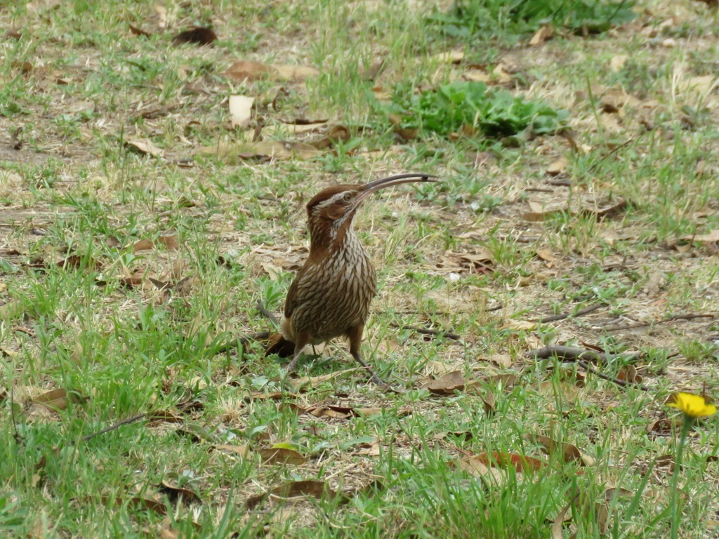 Scimitar-billed Woodcreeper - ML386164571