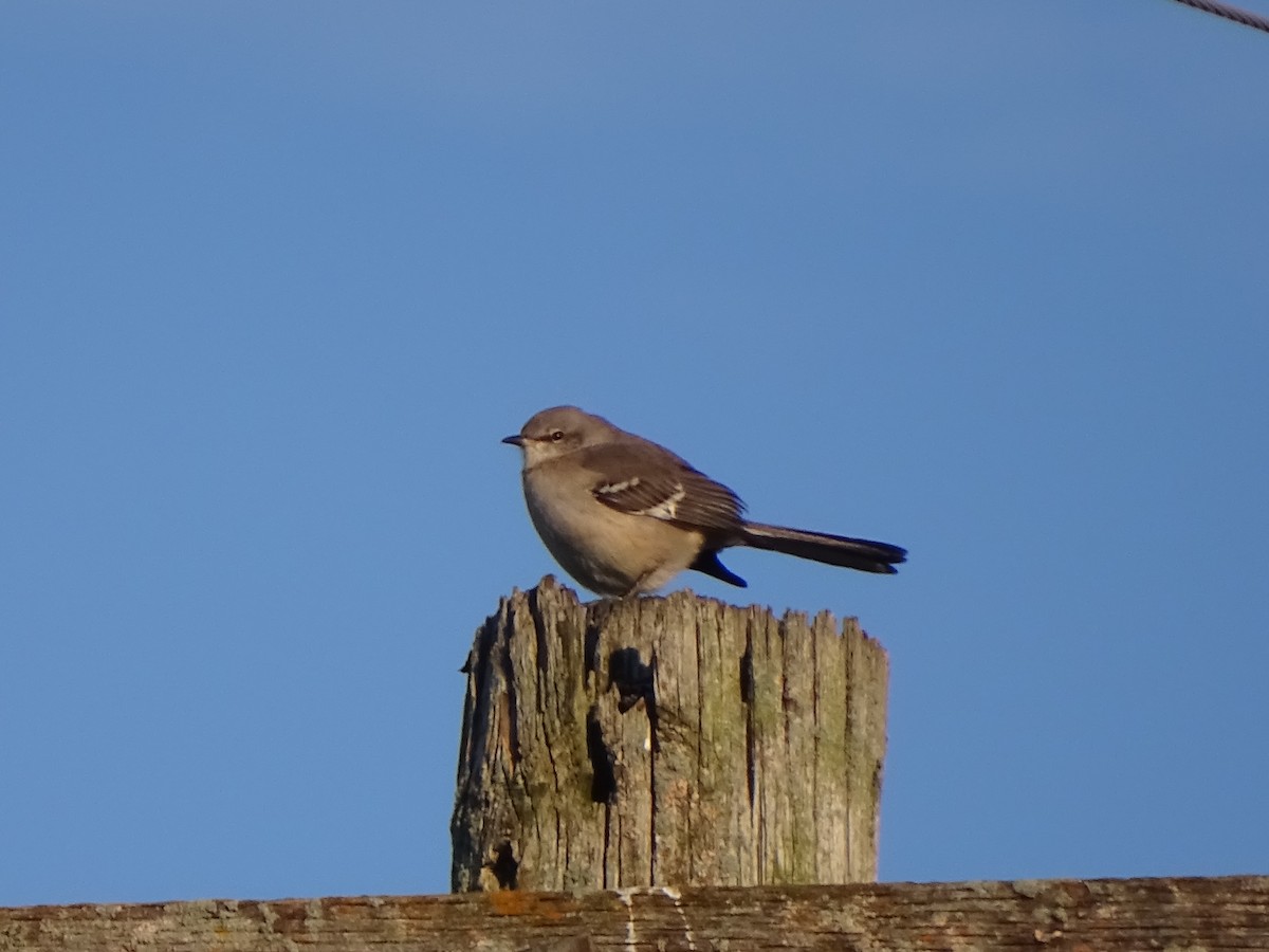 Northern Mockingbird - ML386166301