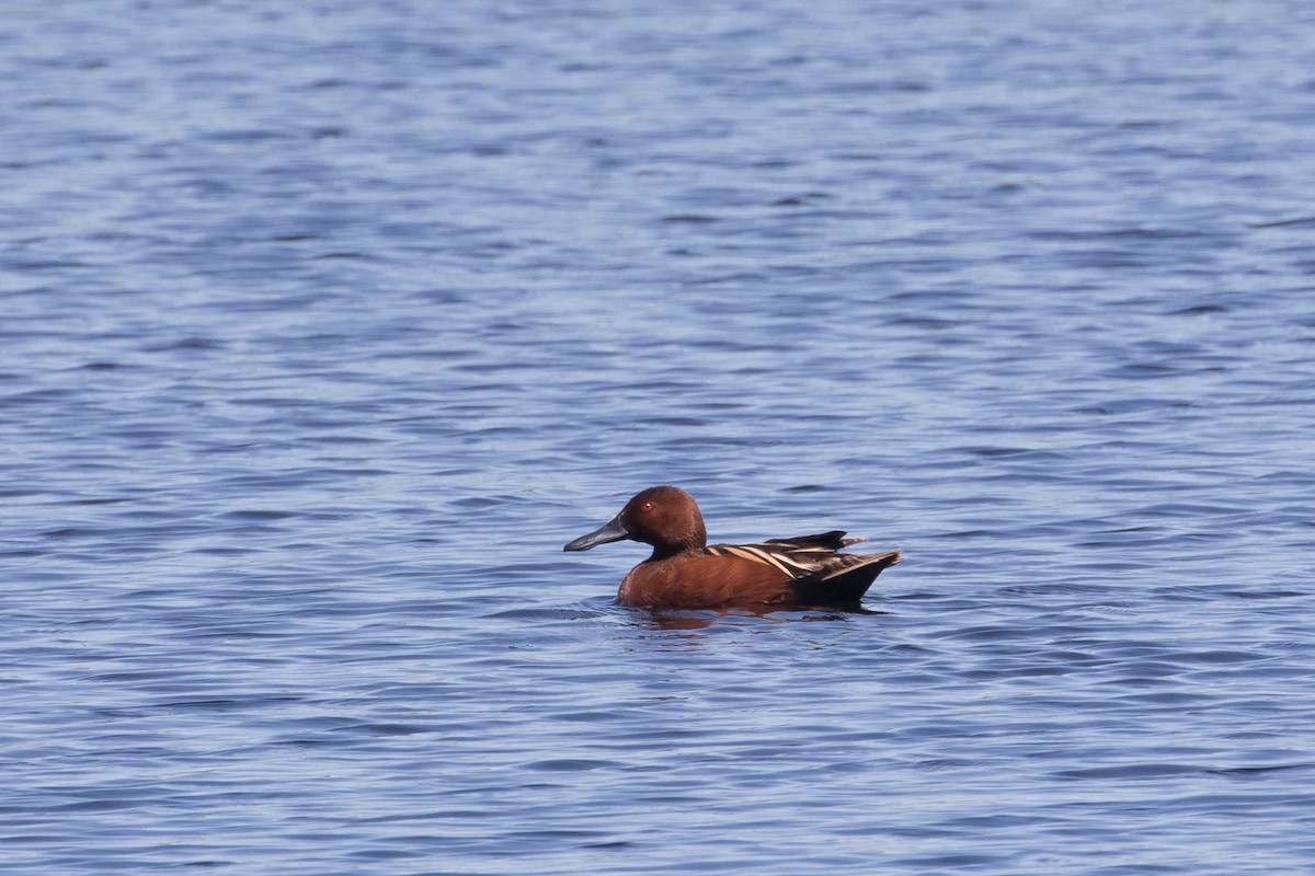 Cinnamon Teal - ML386167581