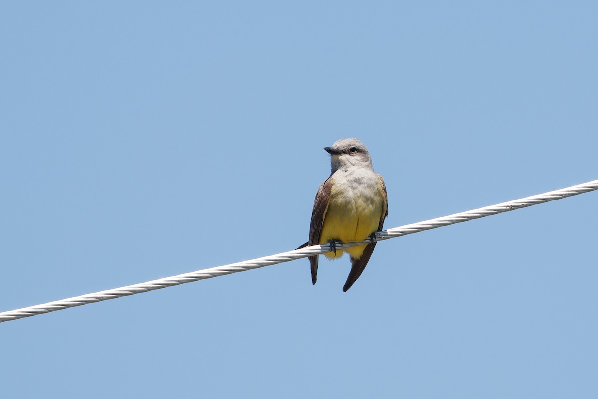 Western Kingbird - ML386167651