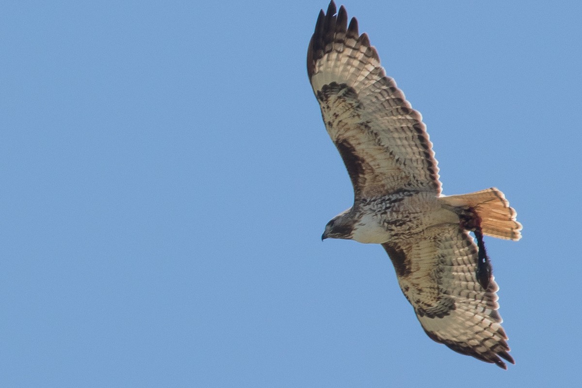 Red-tailed Hawk - ML386167741