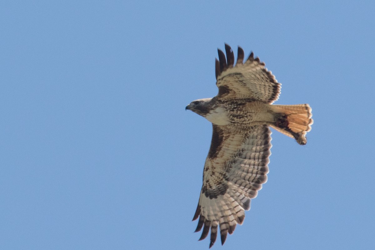 Red-tailed Hawk - Audrey Addison