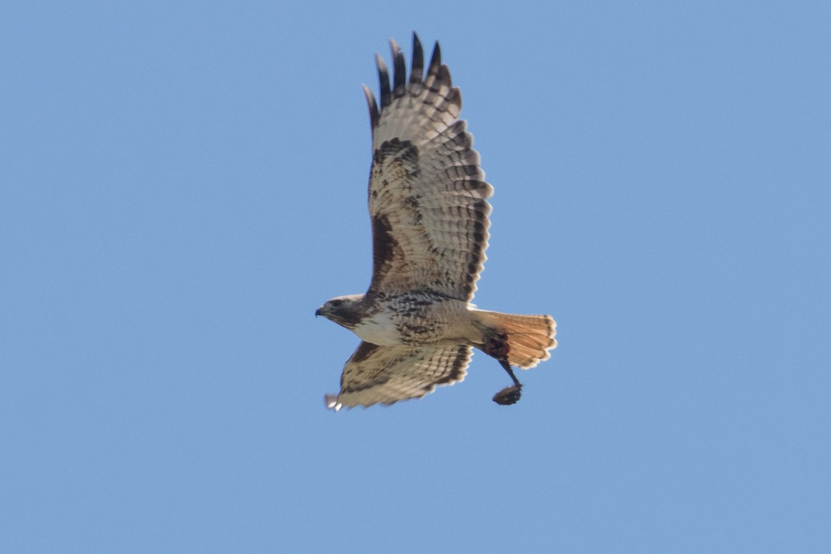 Red-tailed Hawk - ML386167771