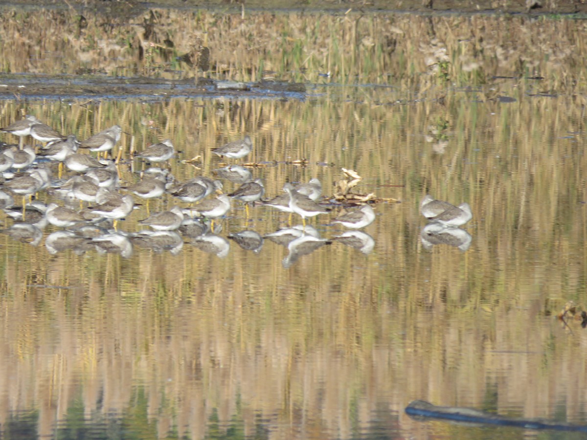 Greater Yellowlegs - ML386169461