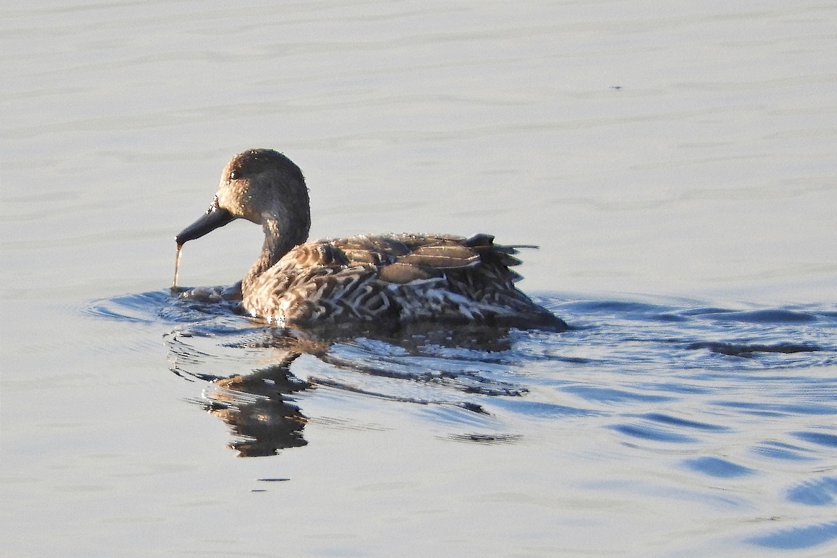 Northern Pintail - Nancy Tognan