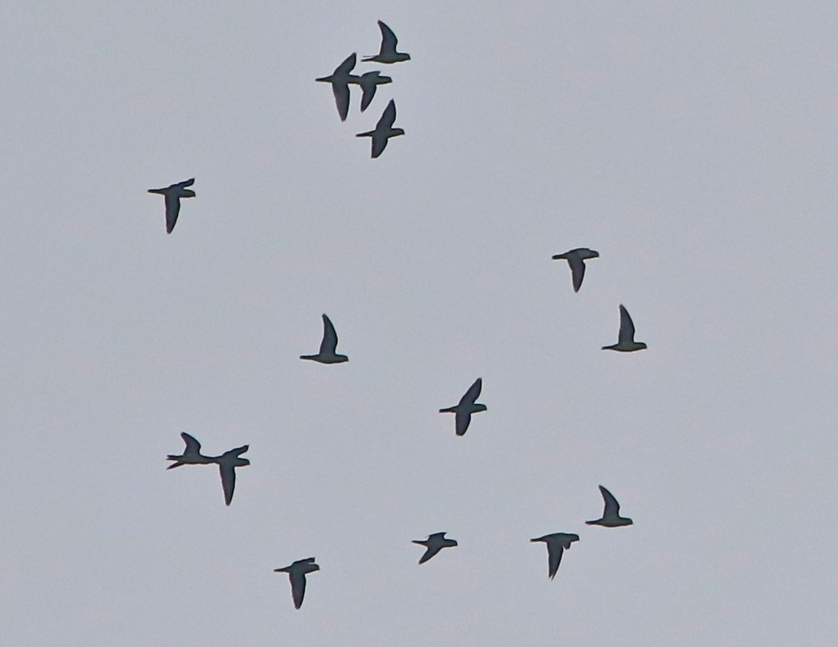 Blue-collared Parrot - Don Roberson