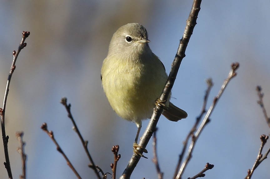 Orange-crowned Warbler - Mark Dennis