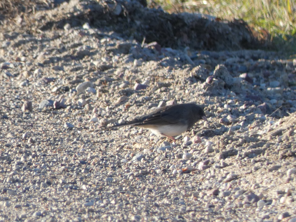 Dark-eyed Junco - ML386172121
