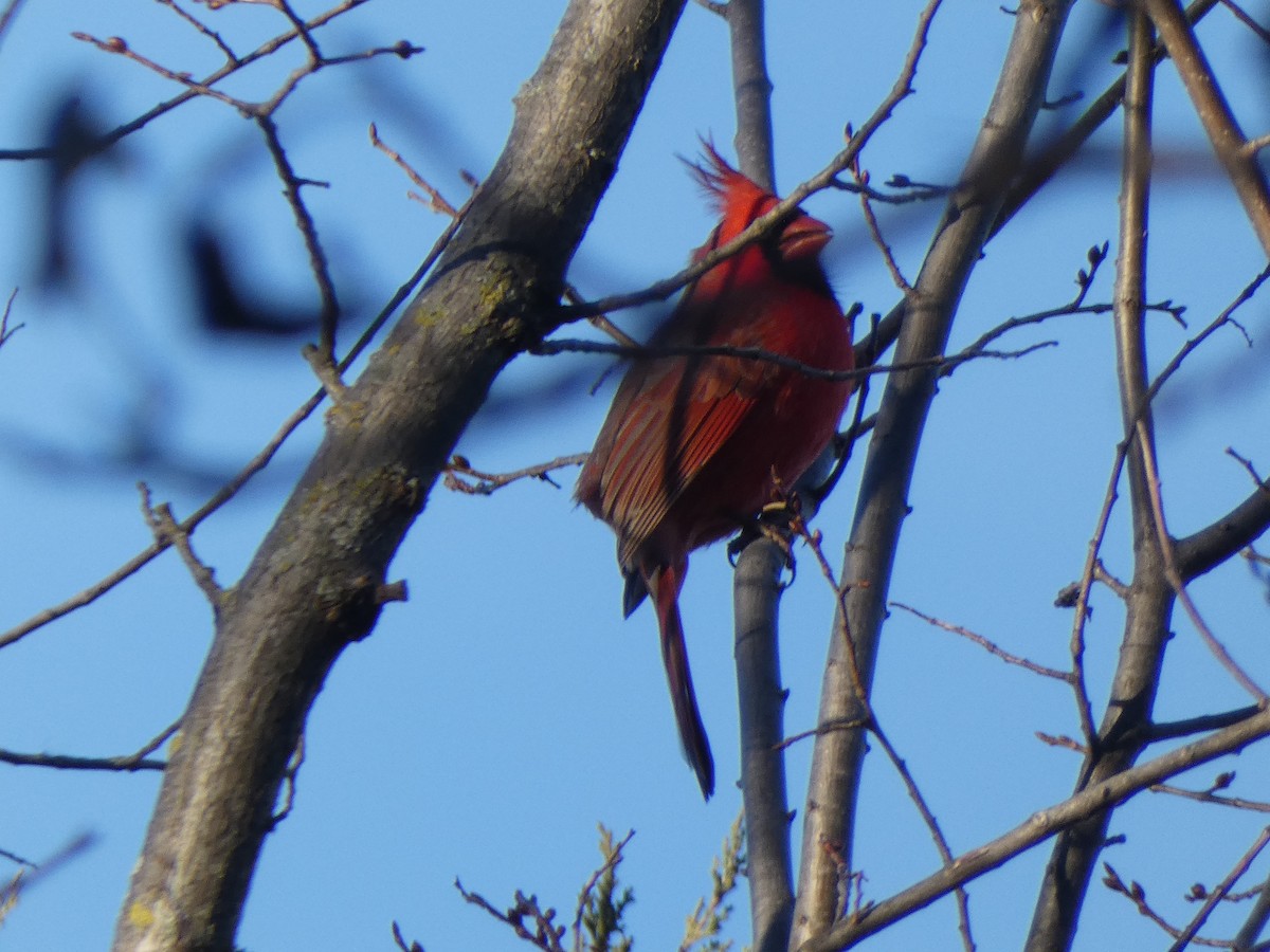 Northern Cardinal - ML386172211