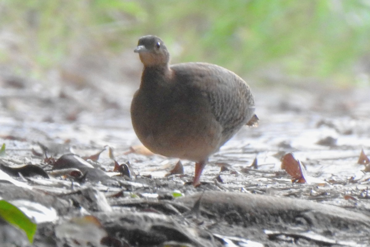 Red-legged Tinamou - ML386173691