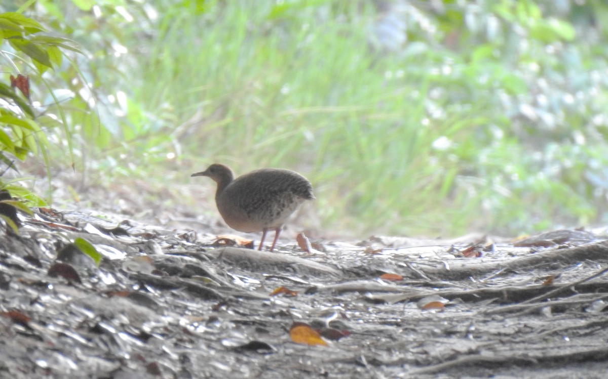 Red-legged Tinamou - Timothy White