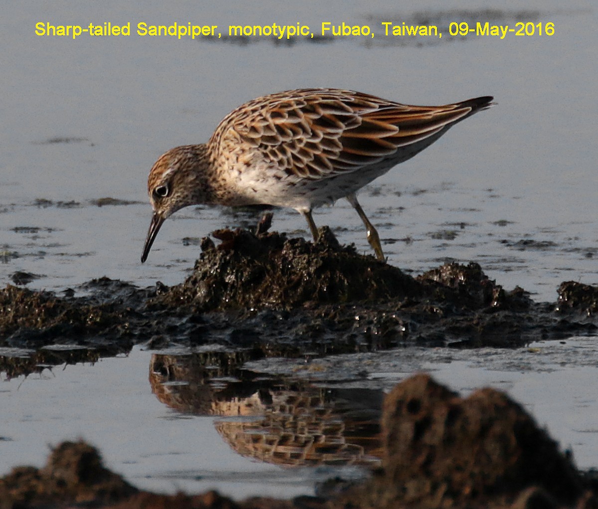 Sharp-tailed Sandpiper - Ed Thomas