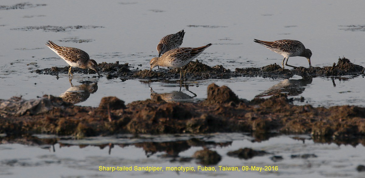 Sharp-tailed Sandpiper - Ed Thomas