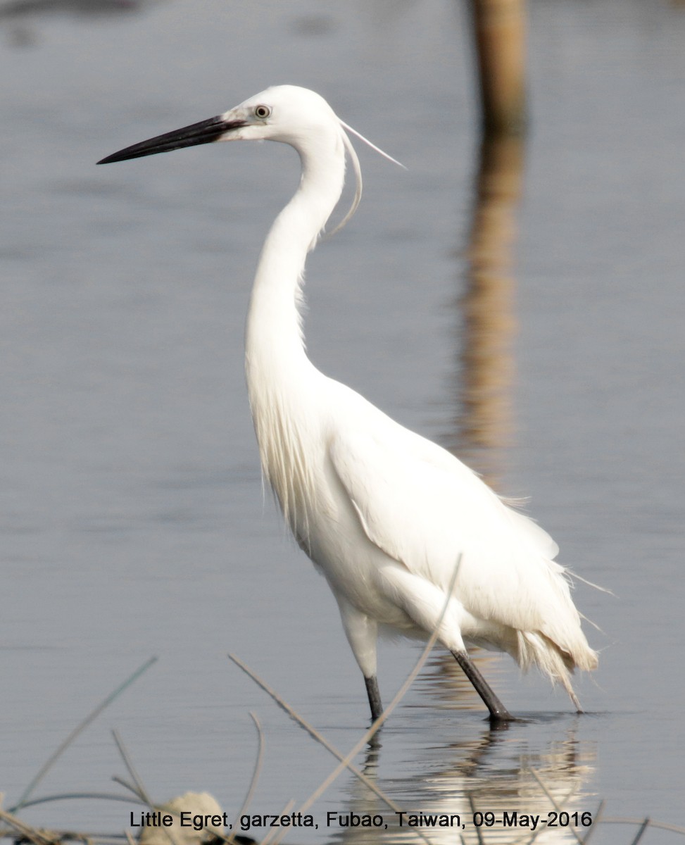 Little Egret - ML38617491