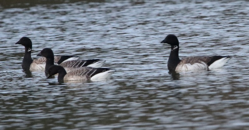 Brant - ML386175041