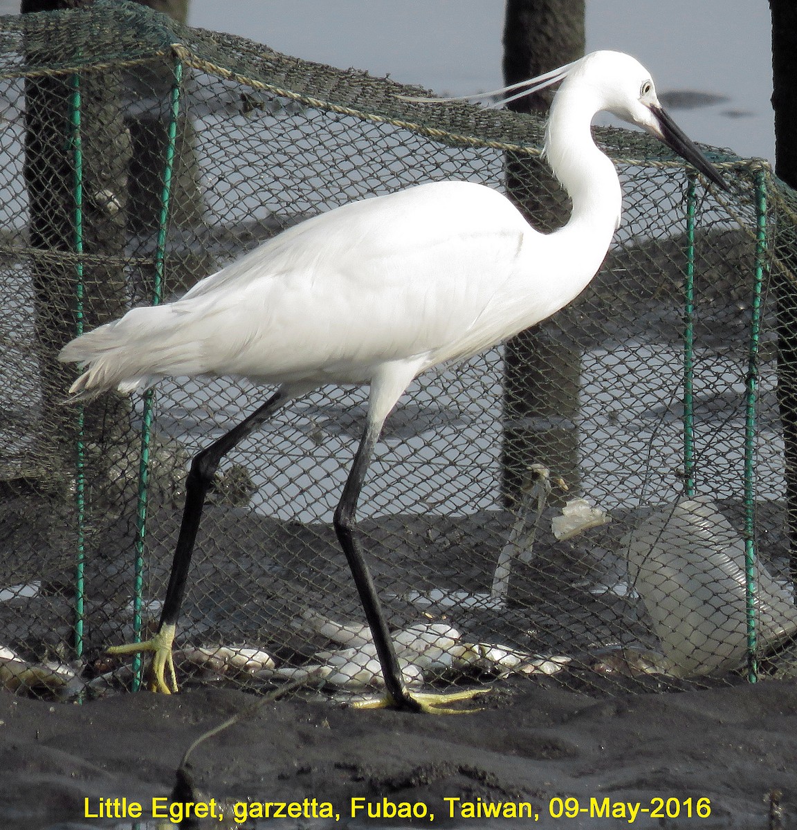 Little Egret - Ed Thomas