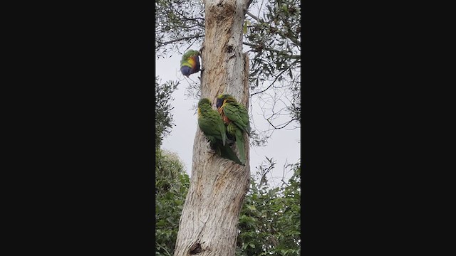 Rainbow Lorikeet - ML386176991