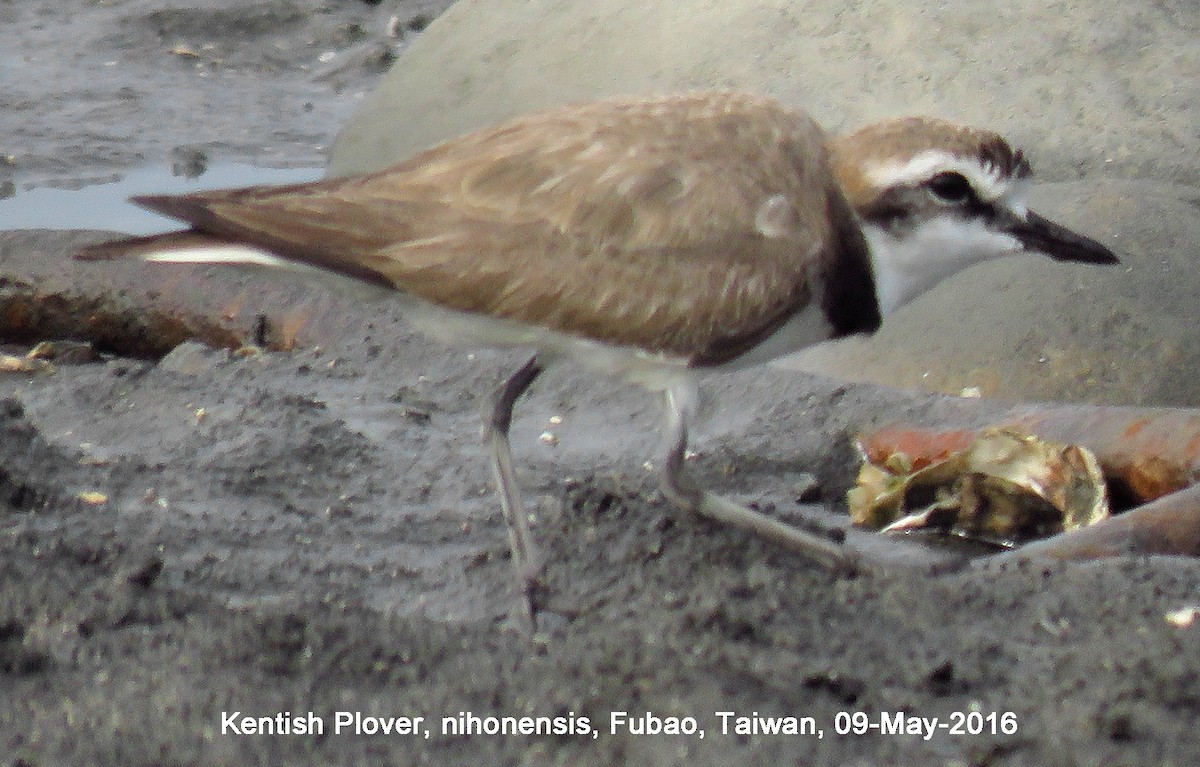 Kentish Plover - Ed Thomas